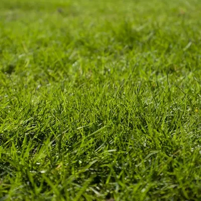 Close-up of thick green lawn grass