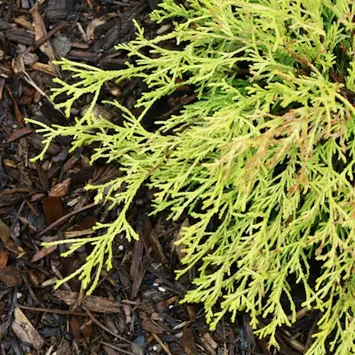 Golden juniper planted in fresh dark mulch